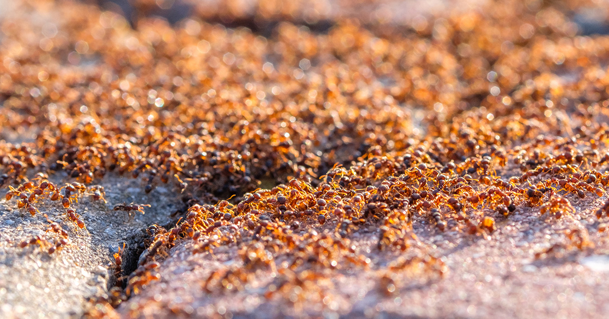 Ant Control in Des Moines, IA Preferred Pest Control